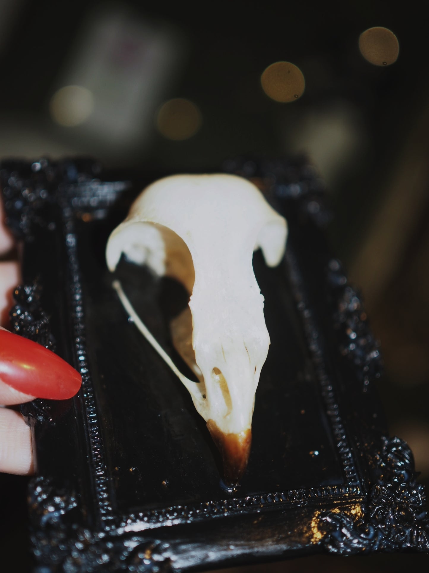 Baroque frame "BIRD"