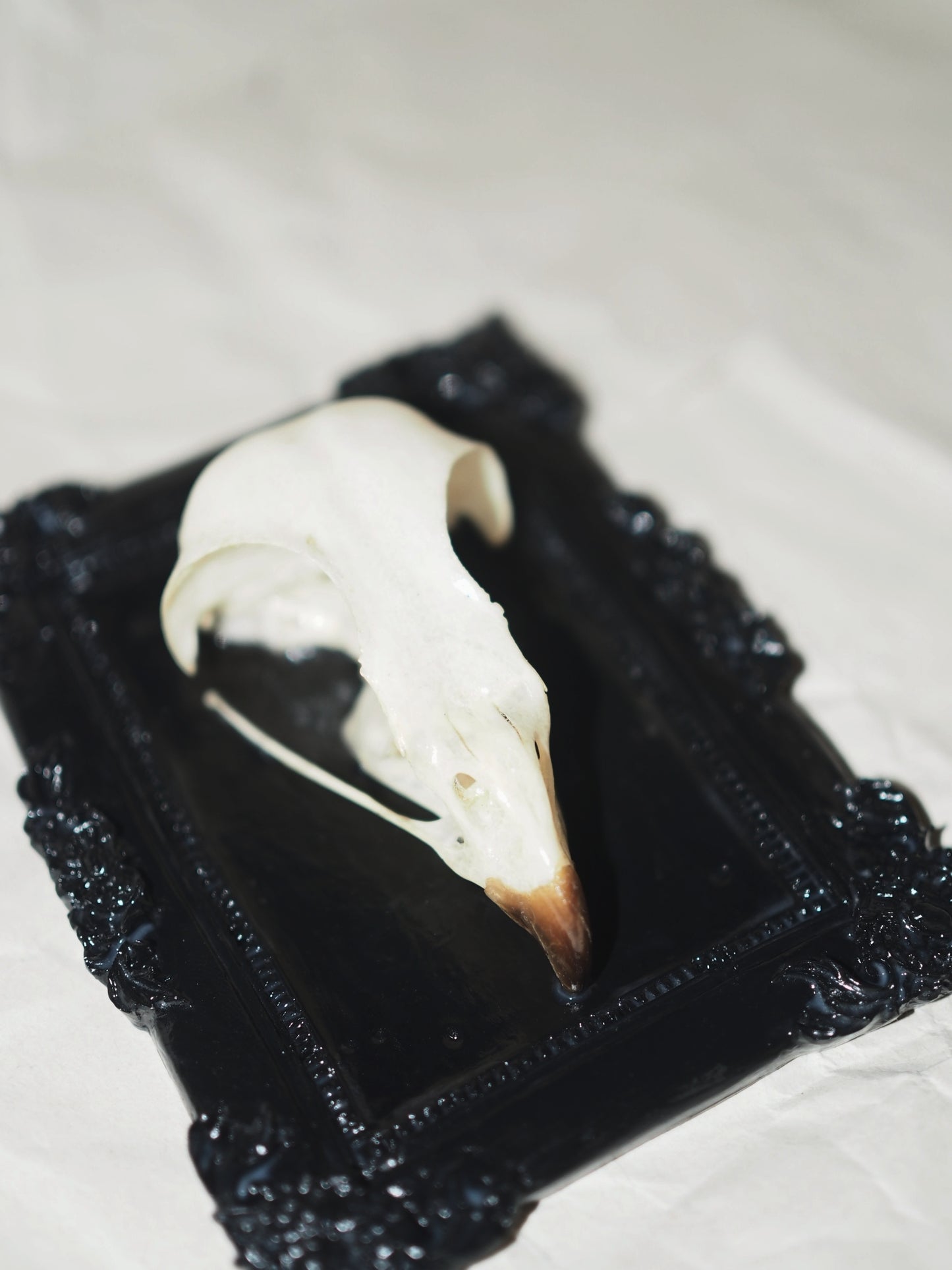 Baroque frame "BIRD"